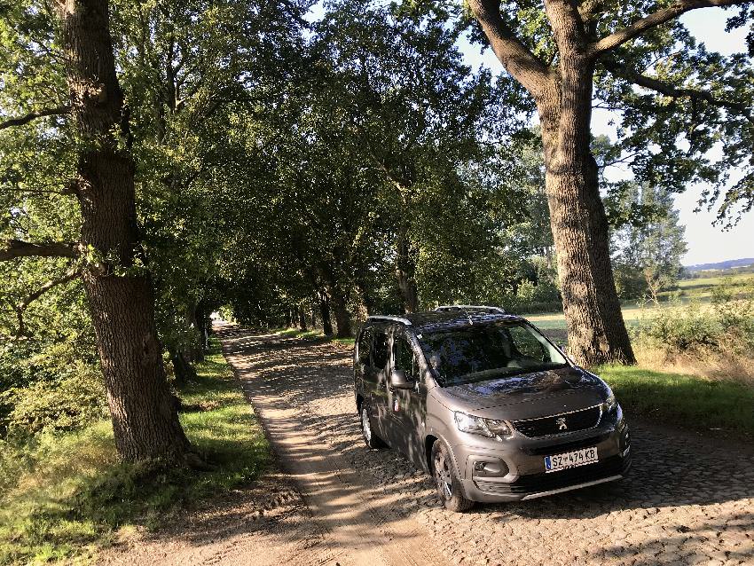 Da ist die Fahrt schon ein Vergnügen: Durch die Alleen in Rügen