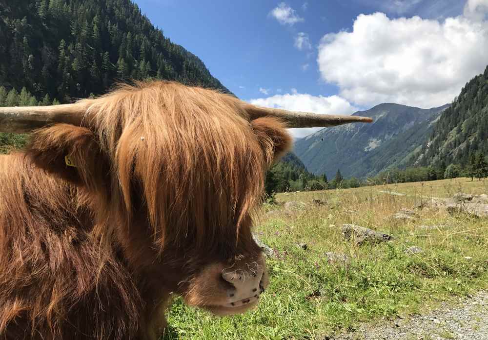 Bei den Kühen wandern wir vorbei in Richtung Stappitzer See