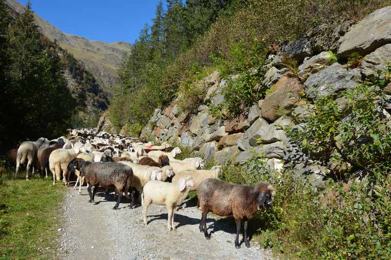 Auf dem Weg zur Burkhardklamm treffen wir Schafe beim Almabtrieb ins Ridnauntal