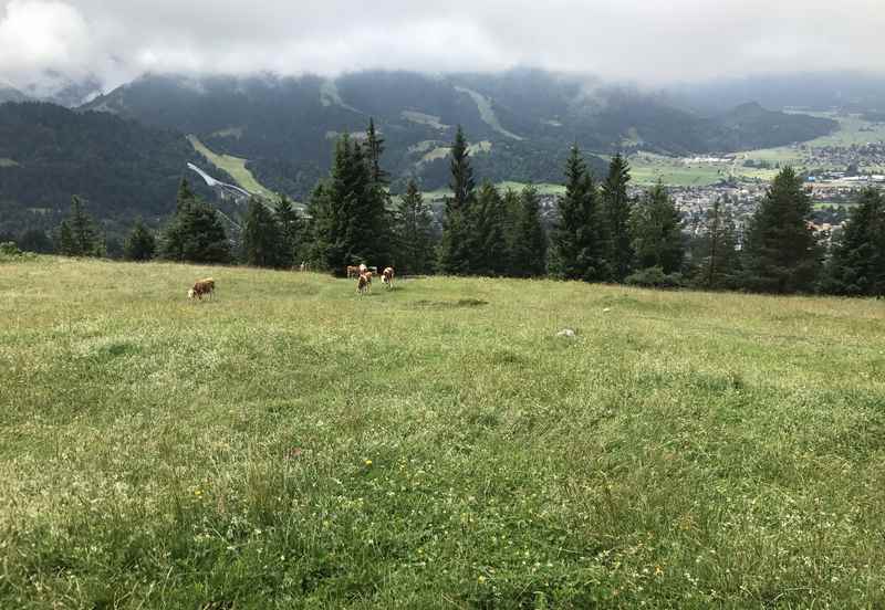 Nächstes Ziel: Die Almwiese bei der Eckenhütte, über den Wandersteig ab Tannenhütte gut zum Wandern mit Kindern