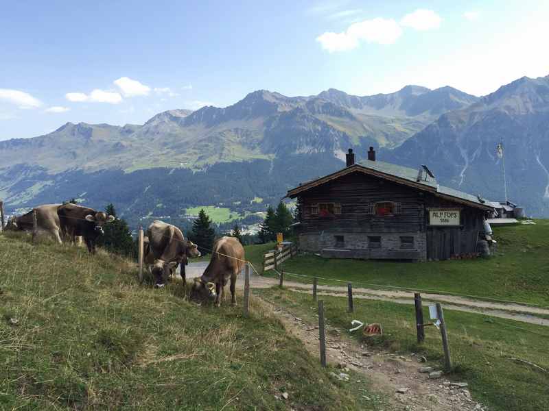 Bei der Familienwanderung kommt man vorbei an der Alp Fops oberhalb von Lenzerheide