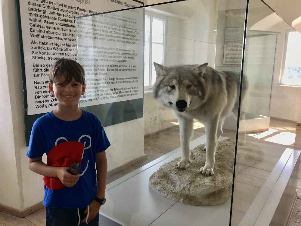 Im Museum auf der Rosenburg gefällt unserem Kleinen der Wolf besonders - er ist riesig!