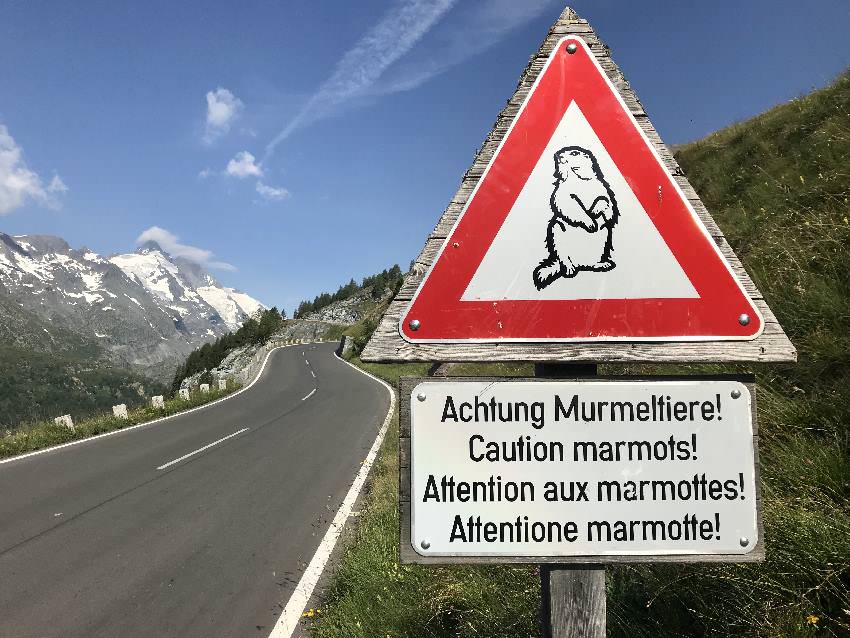 So schön abenteuerlich kann die Kärnten Anreise sein: Achtung Murmeltiere auf der Panoramastraße Kärnten