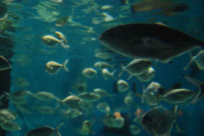 Im Barcelona Aquarium den Fischen ganz nahe sein