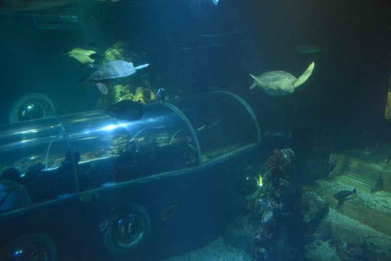 Ins Aquarium Konstanz mit Kindern - Ausflug am Bodensee