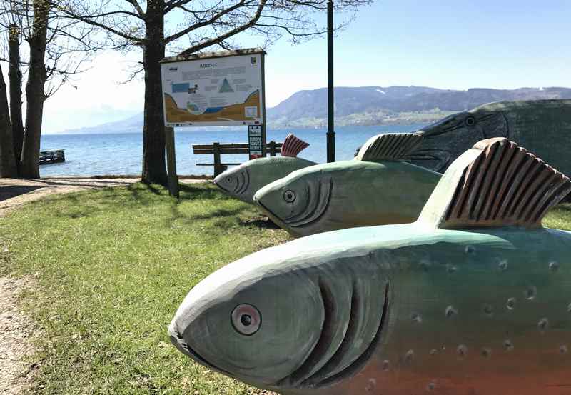 Die großen Holzfische sind das Ziel der Familienradtour am Attersee