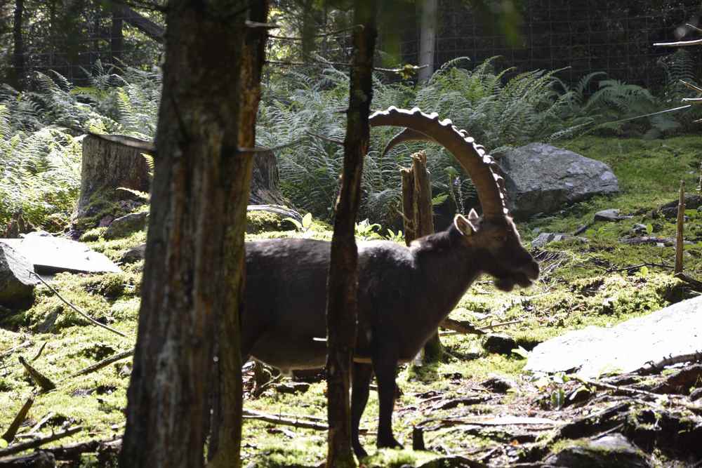 Wir treffen sogar Steinböcke. Durch das Gehege der Steinböcke führt ein Wanderweg, der auch zum Wandern mit Kinderwagen geeignet ist.