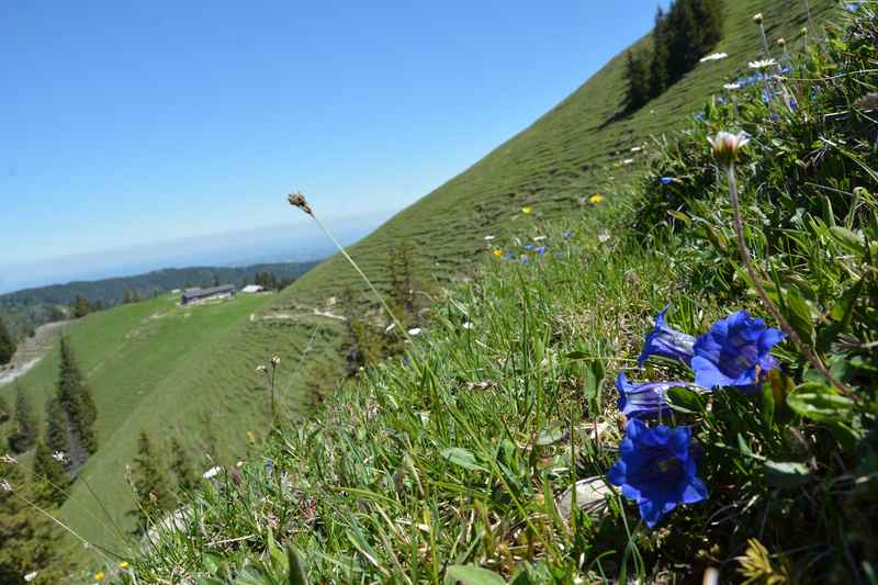 So schön blühen die Enzian auf dem Baumgartenschneid Ende Mai