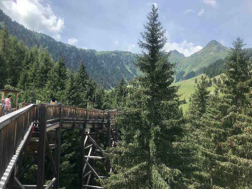 Der Einstieg in den Baumzipfelweg in Saalbach