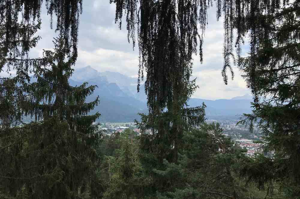 Zwischen den Baumwipfeln kann ich zum Wettersteingebirge hinüber schauen 