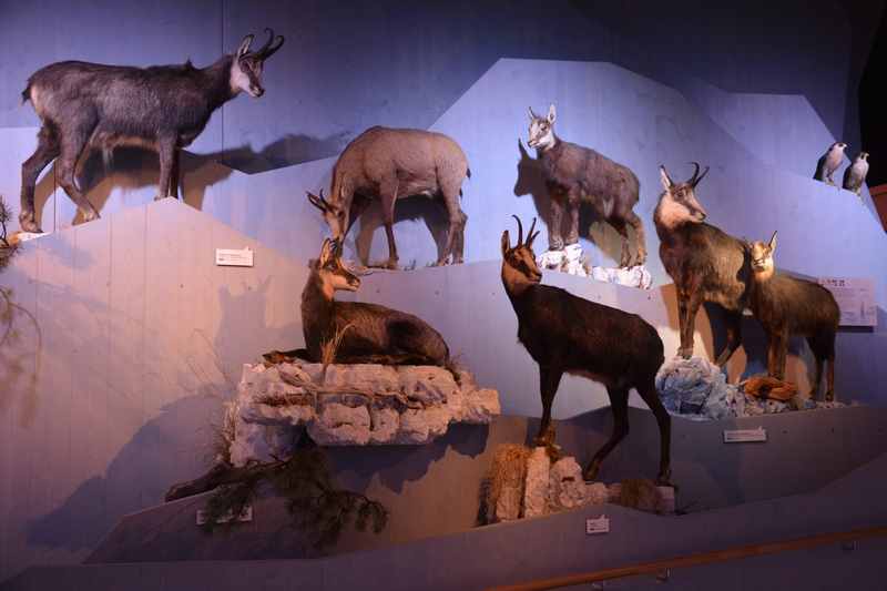 Interessant für Kinder im Nationalparkhaus Berchtesgaden