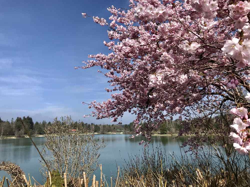 Besonders schön als Frühlingswanderung, wenn die Blumen blühen: Am Bibisee Geretsried wandern