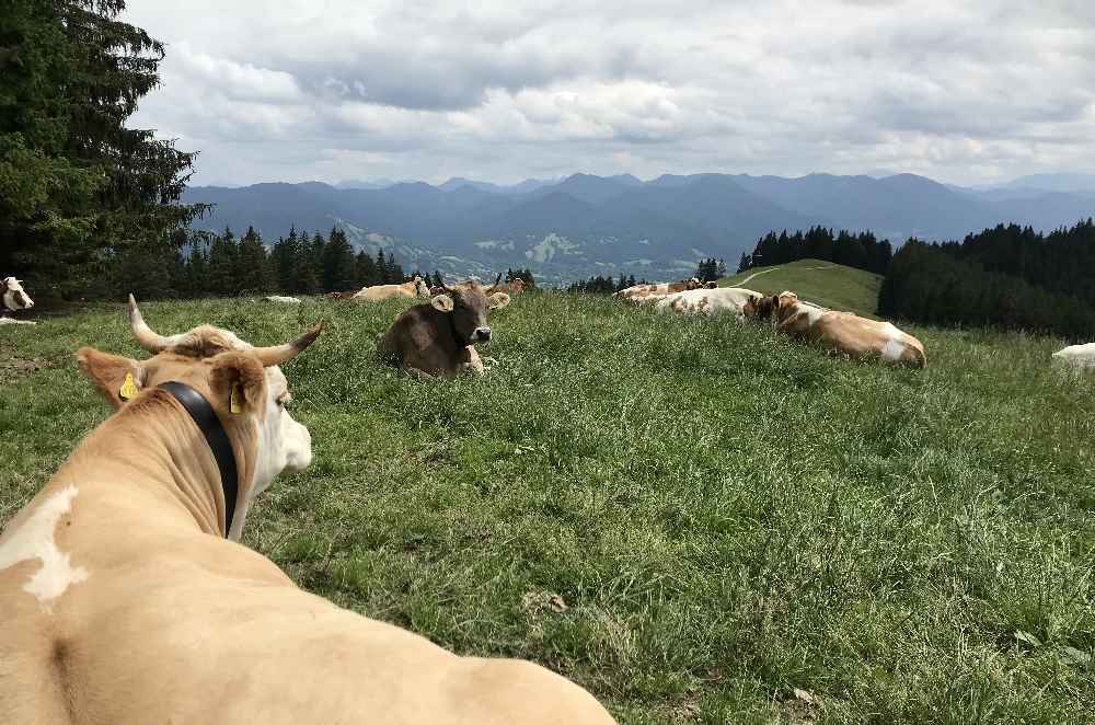 Das ist die Aussicht vom Blomberg Gipfel - hierher kommst du Dank Bahn sogar mit Kinderwagen!