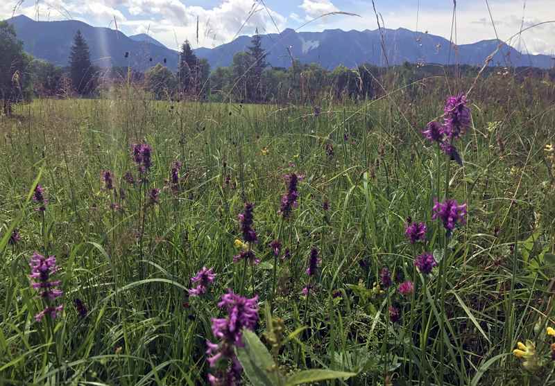 Murnauer Moos: Üppig blühen die Blumen im Sommer mit den Bergen als Kulisse