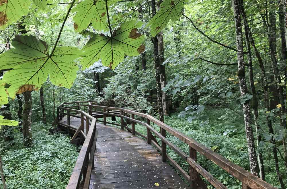 Auf dem Bohlenweg entdecken wir die Natur draußen