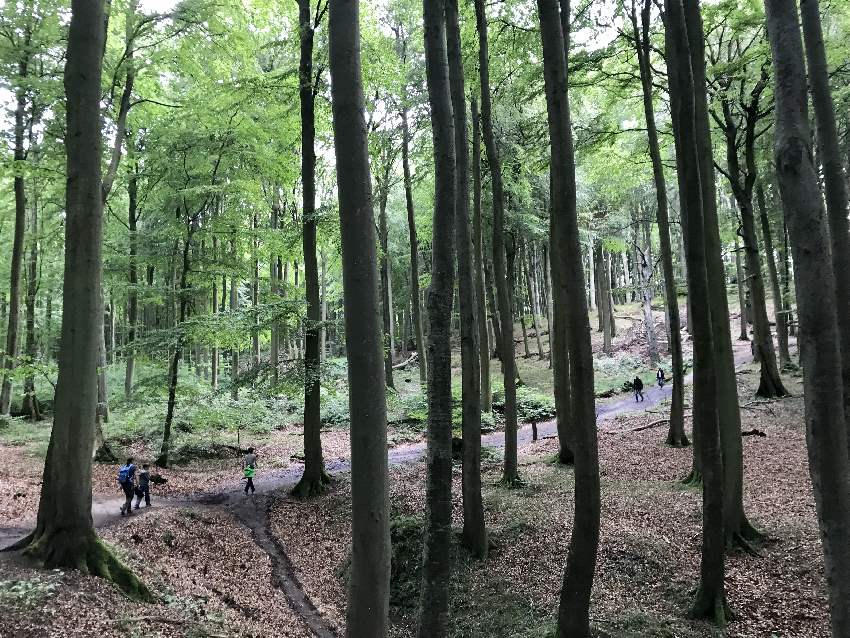 Einmalige Natur: Der geschütze Buchenwald Rügen ist nicht umsonst UNESCO Weltkulturerbe