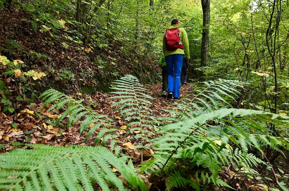 Auf dem Burgherrenweg wandern wir hinauf zum Aussichtspunkt über die Donau