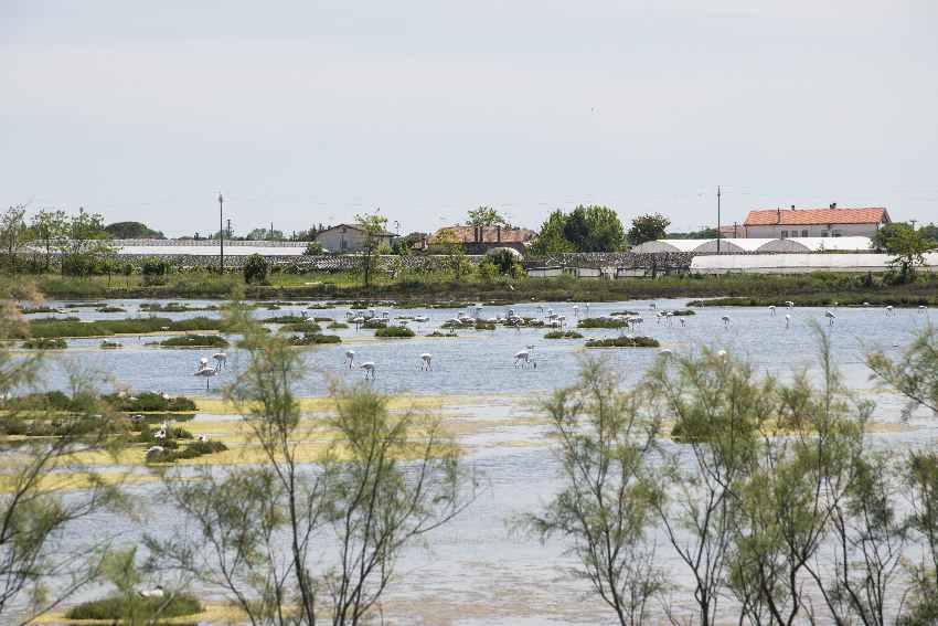 Für Familien eine der Cavallino Treporti Sehenswürdigkeiten: Die Flamingos 