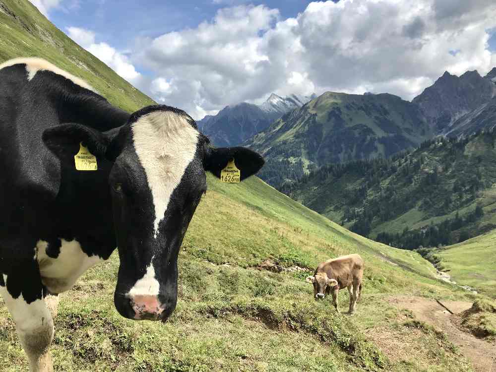 Wie aus dem Bilderbuch: Die Kühe rund um die Derralm im Kleinwalsertal