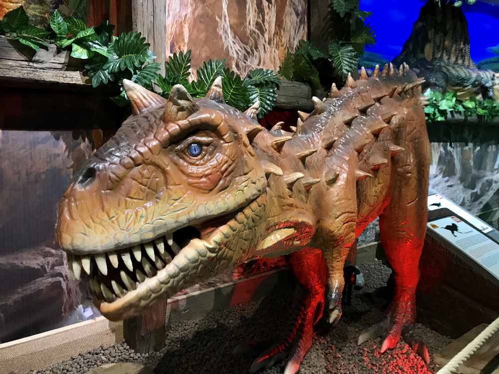 Einer der eidrucksvollen Exemplare im großen Ausstellungsraum im Dinoland 