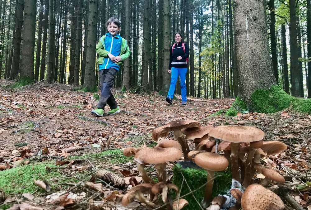 Sehr viele Pilze säumen unseren Wanderweg von der Donau zum Pühretstein