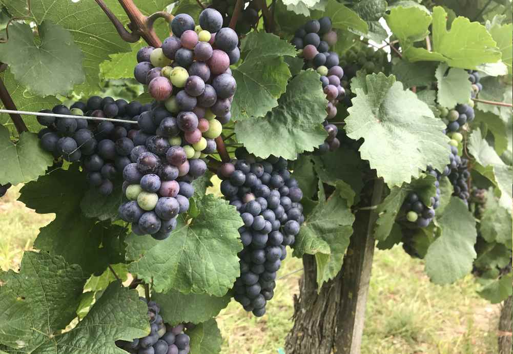 Direkt neben der Strecke reifen die Trauben für den Blaufränkischen