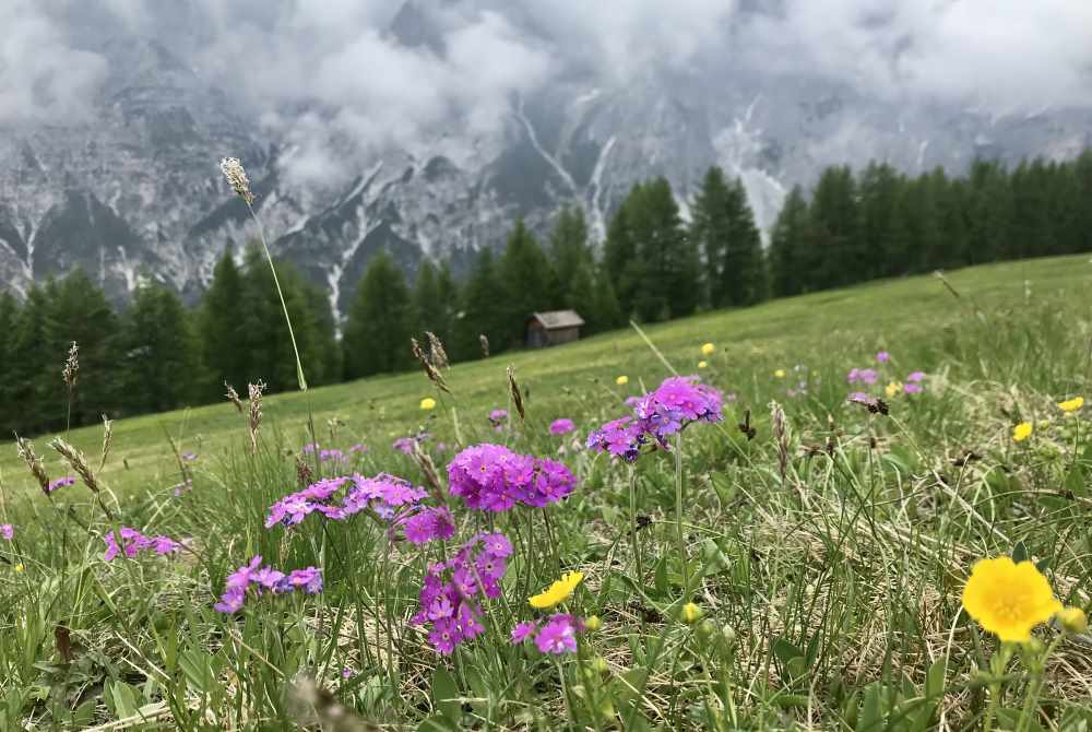 Auf dem Wandersteig hinauf wandern wir über die bunten Blumenwiesen