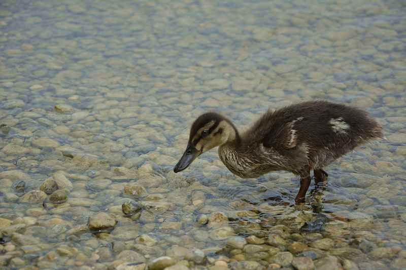 Die kleine Ente kommt neugierig zu uns.