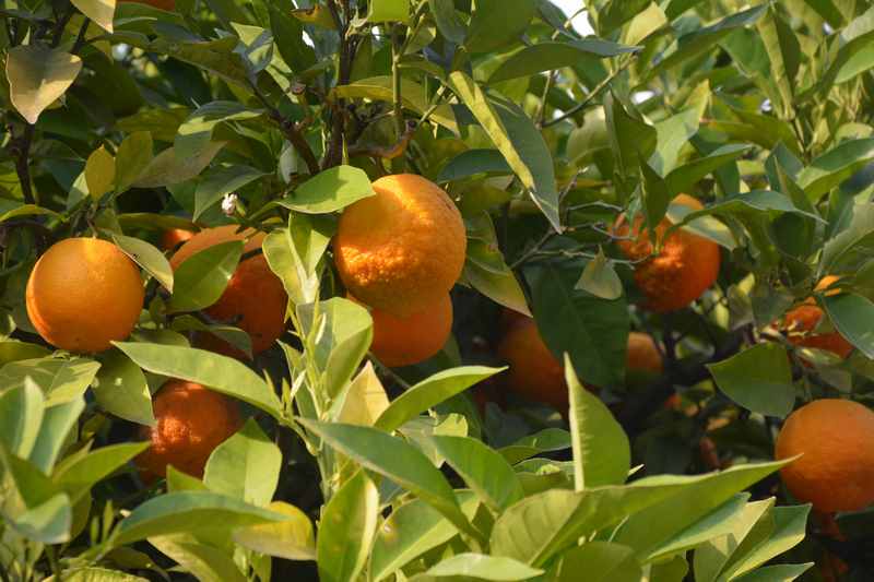Am Gardasee wachsen auch Orangen - exotisch für die Kinder, wenn sie sehen, wie die Orangenbäume aussehen