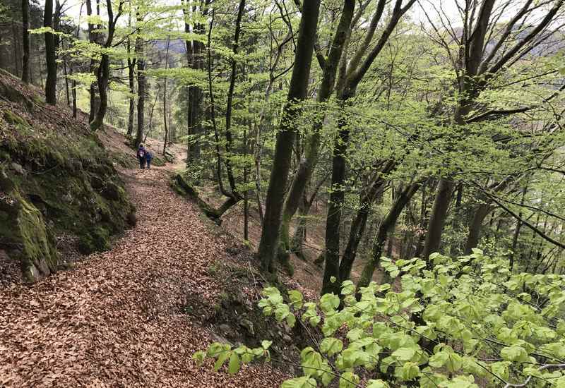 Auf dem Wandersteig zum Linetshuber Aussichtspunkt