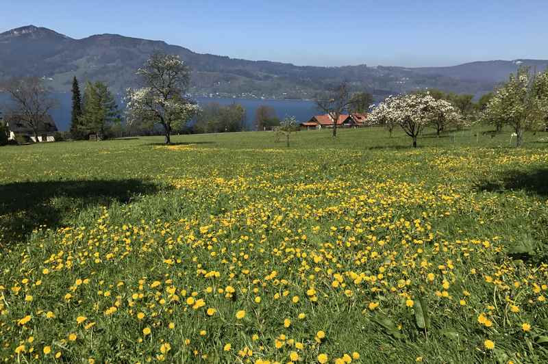 Die Frühlingswiesen sind wunderbar bunt, die Obstbäume blühen