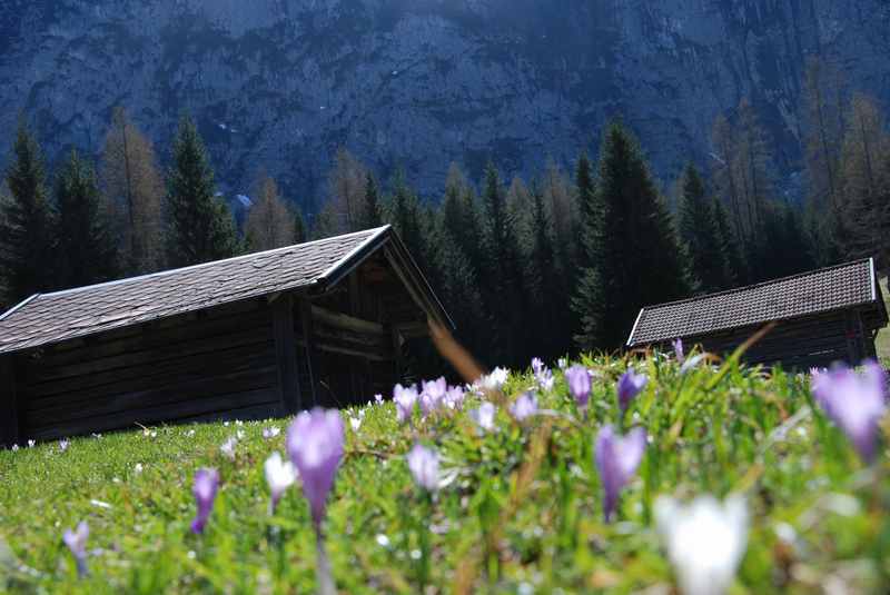 Im Frühling sind auf den Almwiesen viele viele Blumen zu bewundern. Ein schönes Farbenspiel im Familienurlaub.