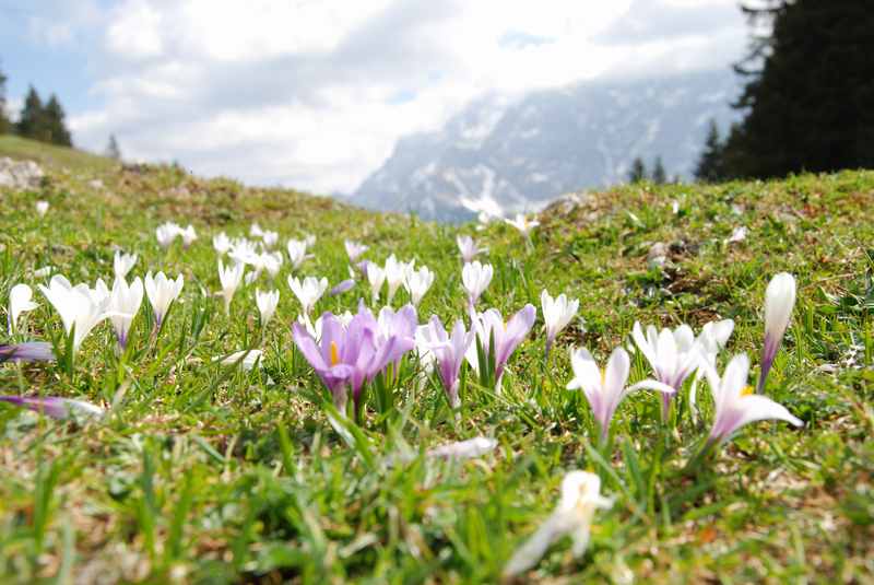 Frühlingswandern und Krokusse auf der Almwiese in Tirol