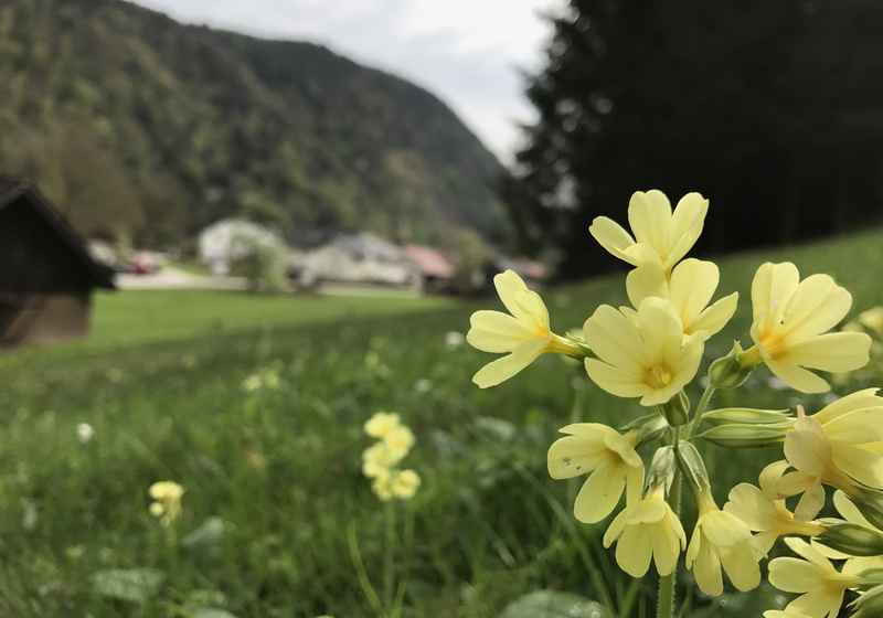 In Inzell starten wir die Frühlingswanderung an der Schlögener Schlinge