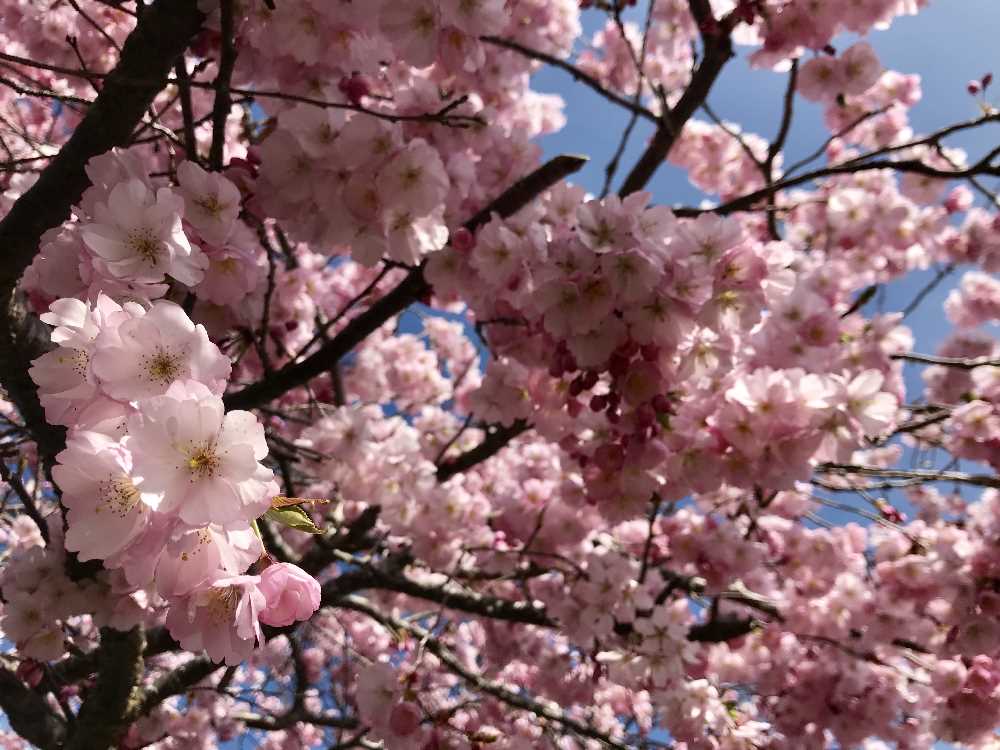 Die ideale Frühlingswanderung, wenn die Blüten sich öffnen!