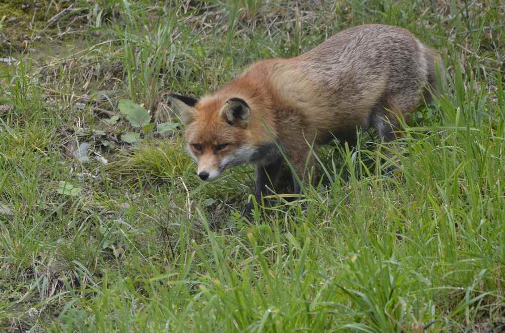 Fütterung im Tierpark am Berg: Um 13 Uhr beobachten wir Fuchs Foxi bei der Fütterung 