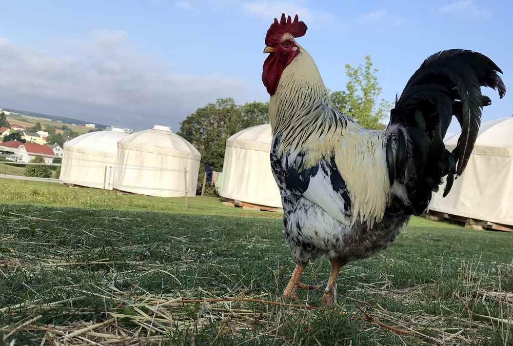 Dieser Hahn weckt in der Früh die "Schlafmützen" in den Jurten