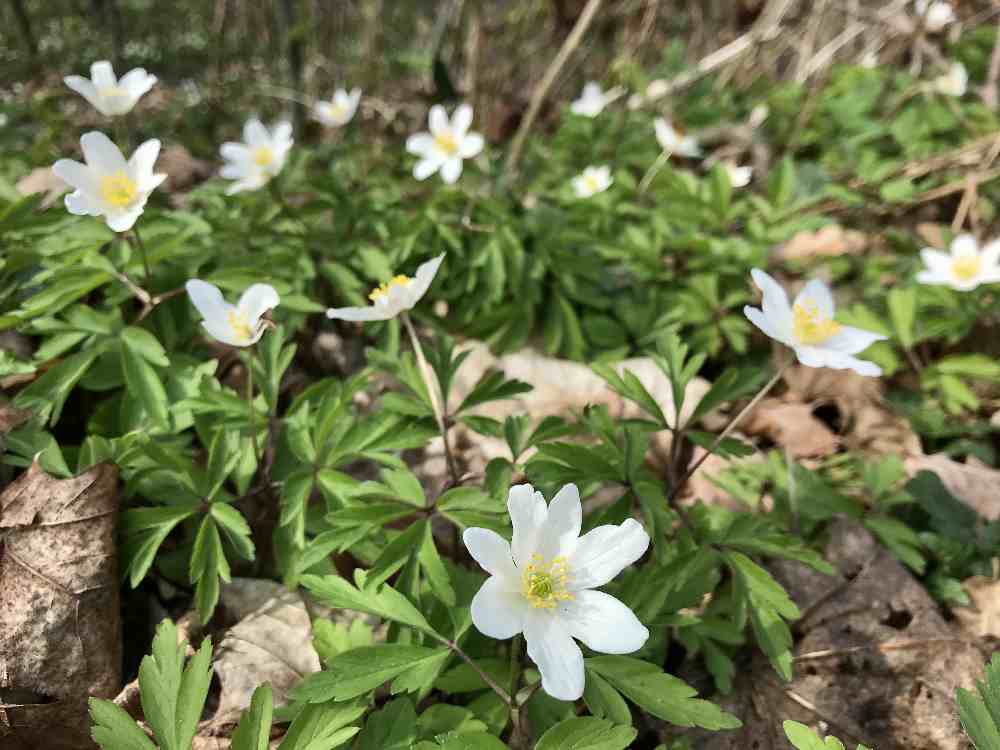 Bei einer Frühlingswanderung blühen hier links und rechts vom Weg die Blumen