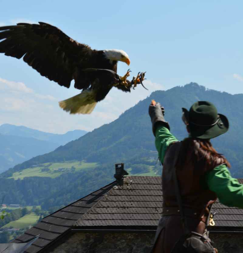 Burg Hohenwerfen Greifvogelschau -  Adler im Anflug 