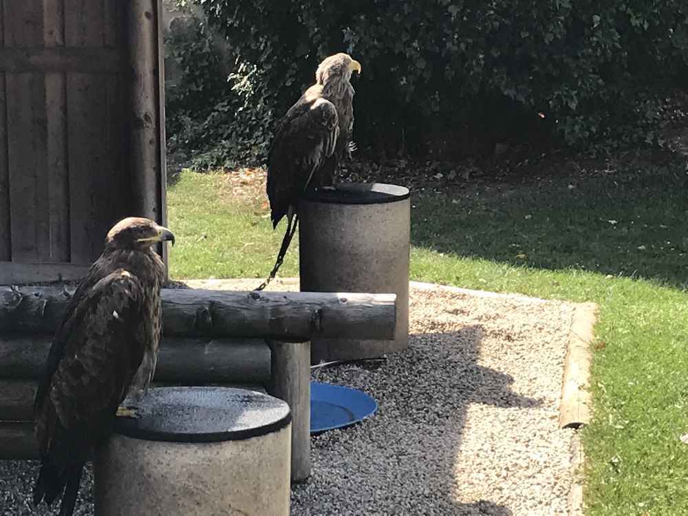 Vor der Greifvogelschau können wir die Vögel anschauen