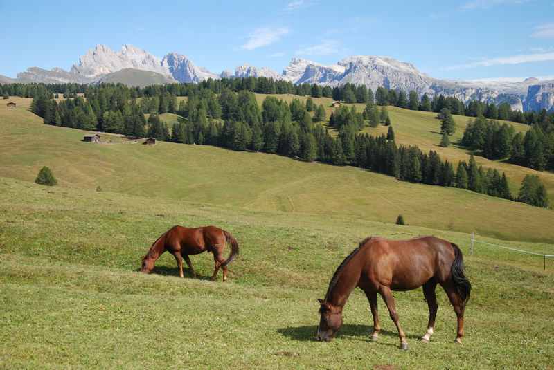 Im Sommer sind die Pferde aus der Alm. Tolle Naturkulisse bei der Mountainbiketour mit Kindern in Gröden 