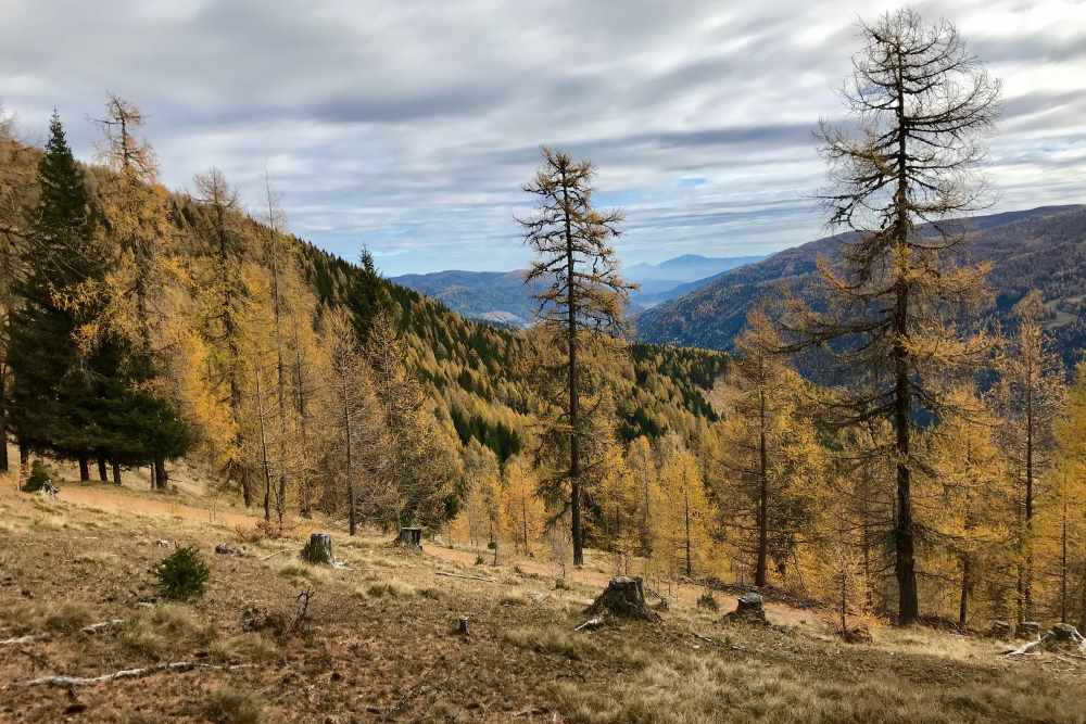 So schön herbstlich wird es auf unserer Wanderung in Kärnten im November