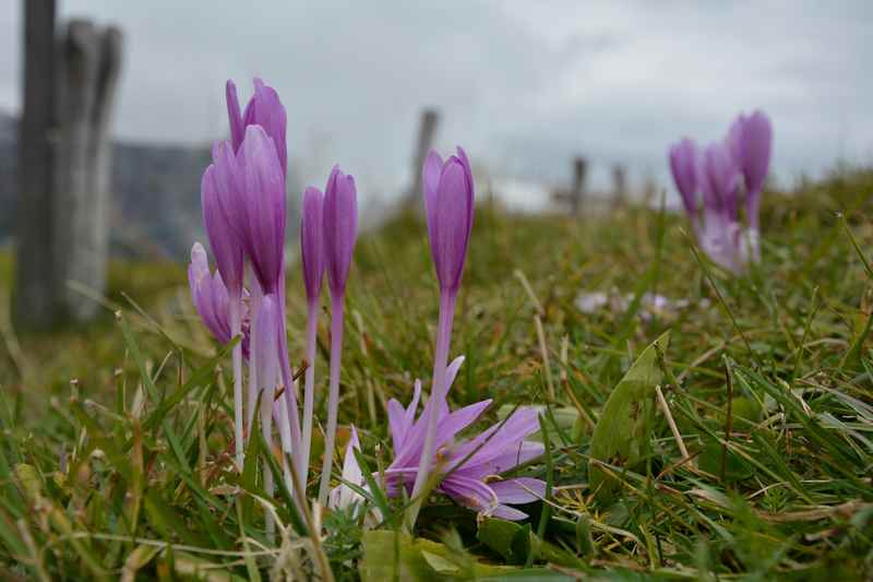 Die Herbstblumen auf der Seiser Alm oberhalb von Kompatsch