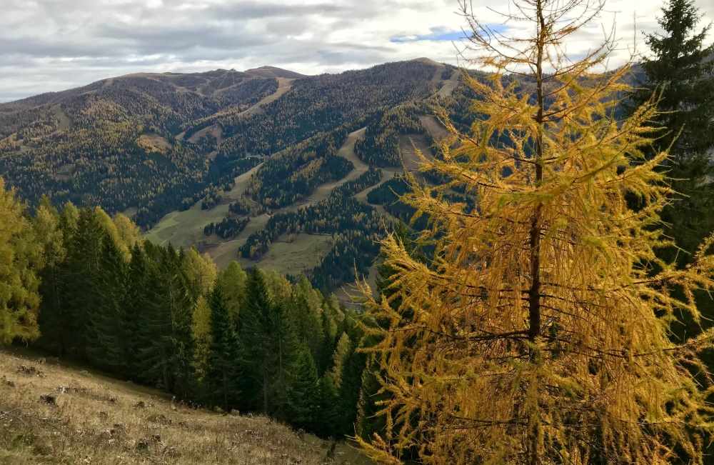 Auf dem Rückweg haben wir noch einmal diese schöne Herbstfärbung der Lärchen