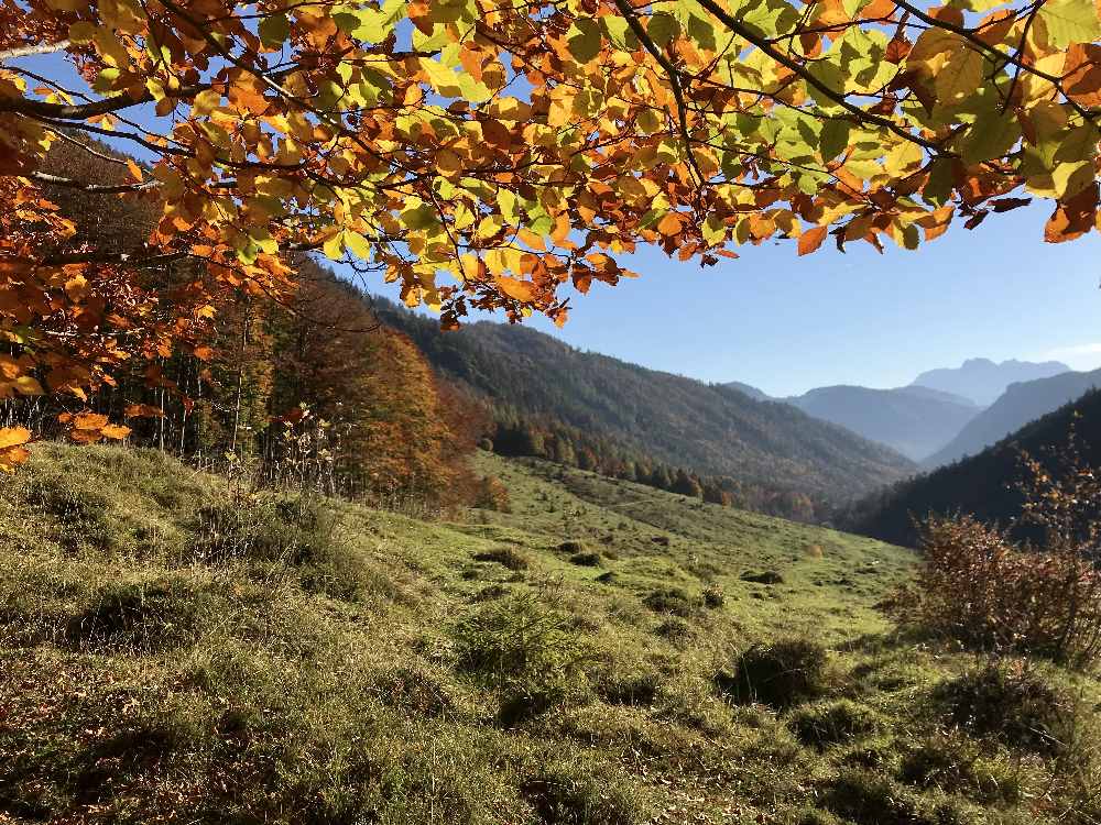 So schön bunt ist das Herbstlaub bei unserer Wanderung im Kaiserbachtal 