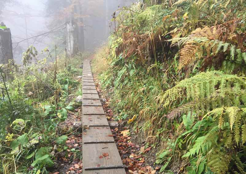 Der Wandersteig auf den Hirschkopf ist kurzweilig zum Wandern mit Kindern - hier die schmalen Holzstege