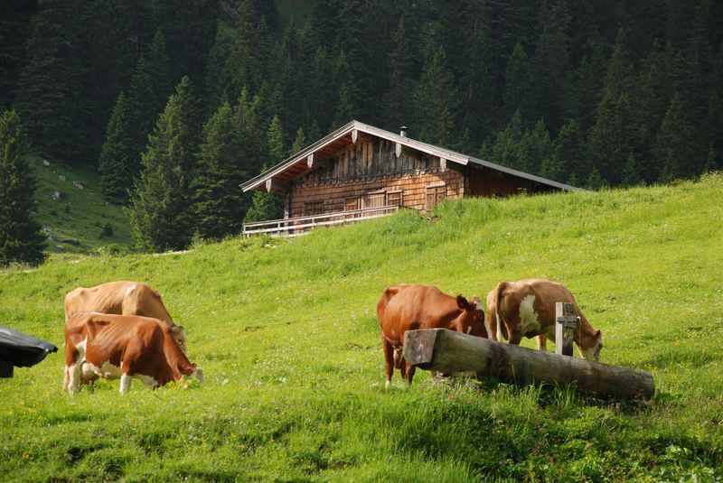 Auf dem Wanderweg zur Hochalm im Heutal, Unken 