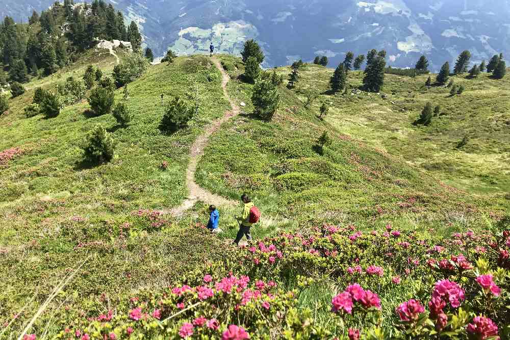 Durch ein Meer aus Almrosen wandern mit Kindern: In Hochzillertal, oberhalb der Kaltenbacher Skihütte