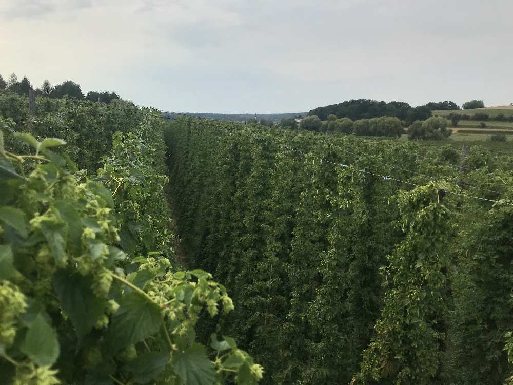  Der Hopfenhimmel - Blick von 7 Metern Höhe über die Hopfengärten in der Holledau