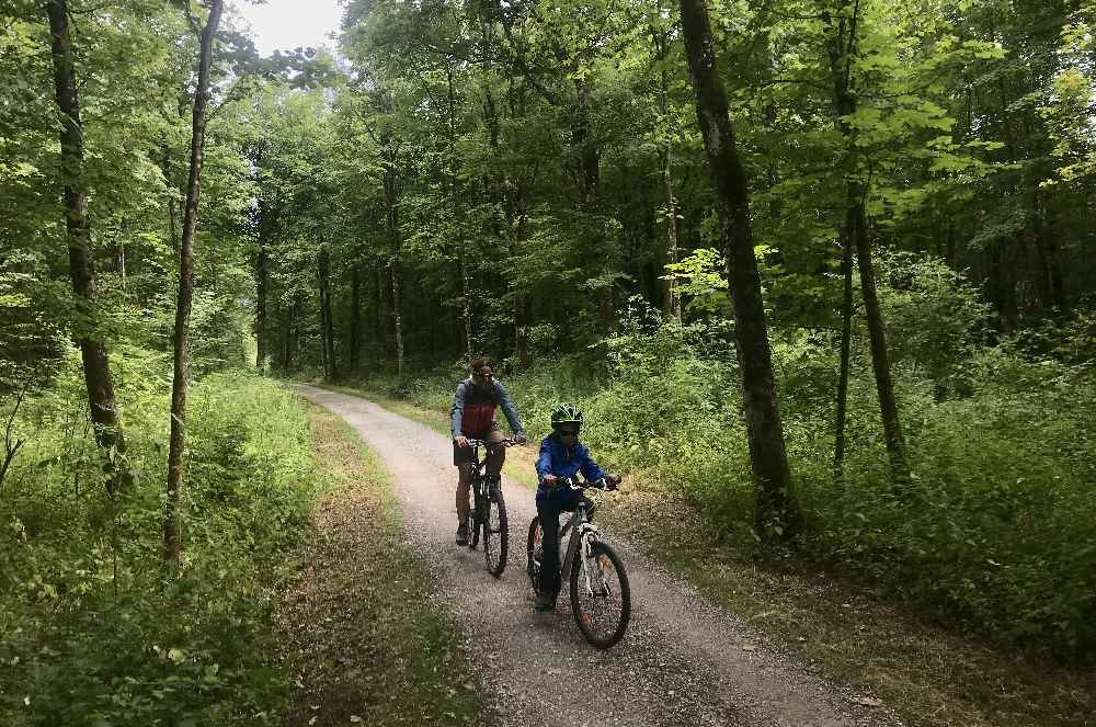 Wir folgen dem Isarradweg durch den Wald  